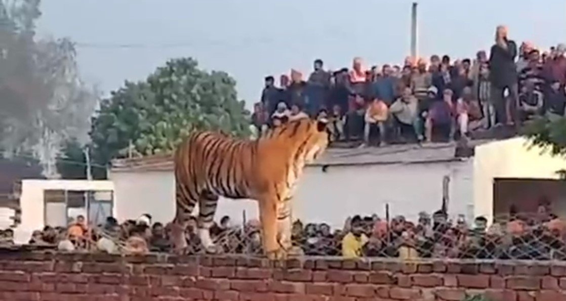 शिकार पर बाघ: धारीदार दाग वाले तमाशे ने यूपी के पीलीभीत को हिलाकर रख दिया
